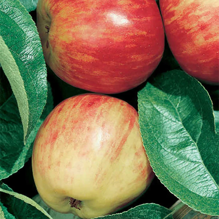 Red Gravenstein Semi Dwarf Apple 1 Red Gravenstein Semi Dwarf Apple