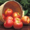 Honeycrisp&trade; Semi Dwarf Apple