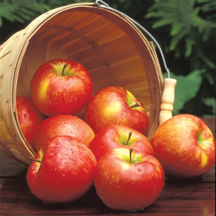 Honeycrisp™ Semi Dwarf Apple 1 Honeycrisp™ Semi Dwarf Apple