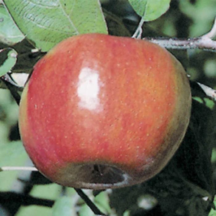 Liberty Semi Dwarf Apple 1 Liberty Semi Dwarf Apple