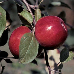 RubyMac&reg; Mcintosh Dwarf Apple