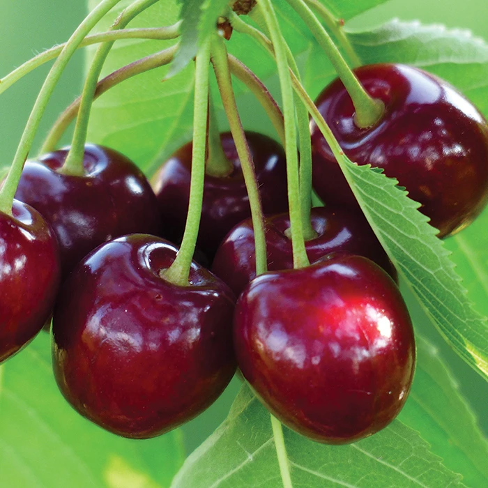 Benton® Dwarf Sweet Cherry 1 Benton® Dwarf Sweet Cherry