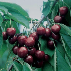 BlackGold&trade; Dwarf Sweet Cherry
