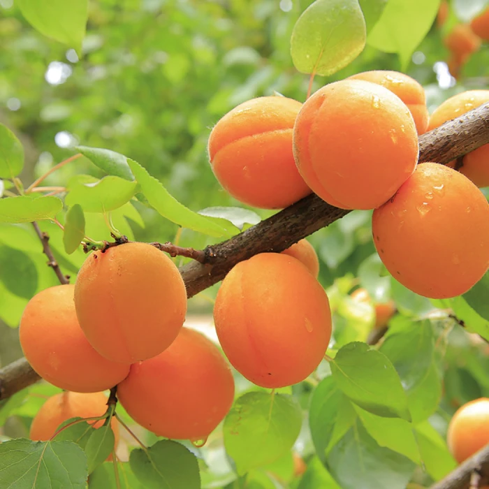 Goldcot Apricot 1 Goldcot Apricot