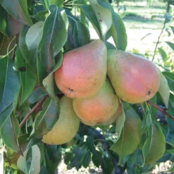 Harrow Sweet Dwarf Pear