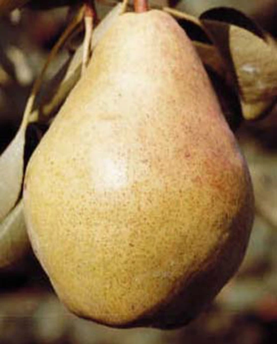 Bartlett Standard Pear 1 Bartlett Standard Pear