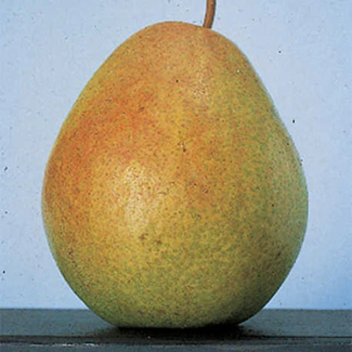 Flemish Beauty Standard Pear 1 Flemish Beauty Standard Pear