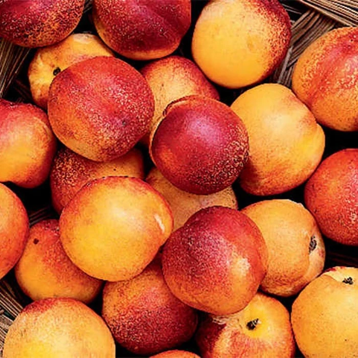 Hardired Nectarine 1 Hardired Nectarine