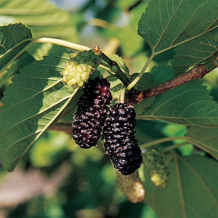 Illinois Everbearing Mulberry 1 Illinois Everbearing Mulberry
