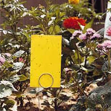 Stiky™ Strip Insect Traps 1 Stiky™ Strip Insect Traps