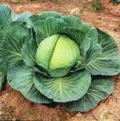 Kk Cross Hybrid Cabbage