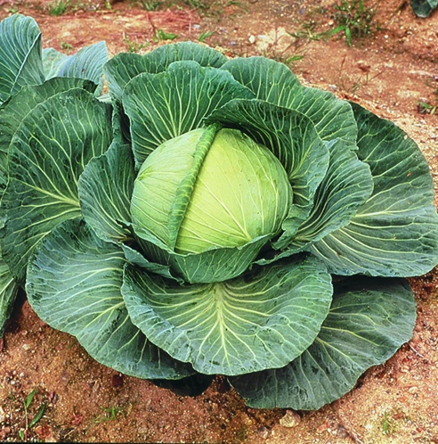 Kk Cross Hybrid Cabbage 1 Kk Cross Hybrid Cabbage