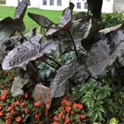 Distant Memory Colocasia