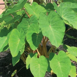 Polargreen&trade; Colocasia