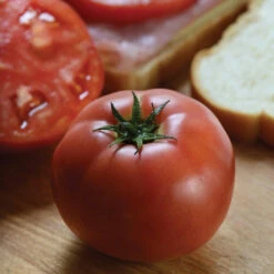 Tidy Rose Hybrid Tomato
