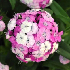 Dianthus Dash&trade; Magician Hybrid