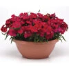 Dianthus Coronet&trade; Cherry Red Hybrid