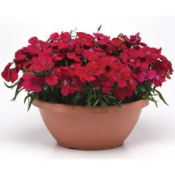 Dianthus Coronet&trade; Cherry Red Hybrid