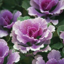 Flare&trade; Rose Hybrid Kale
