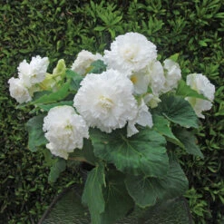 Begonia Amerihybrid&reg; Ruffled White