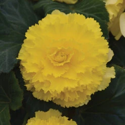Begonia Amerihybrid&reg; Ruffled Yellow
