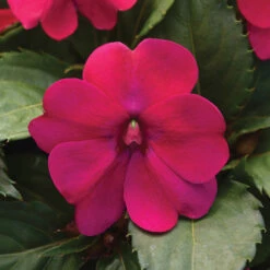 Magenta Bliss Solarscape&trade; Hybrid Impatiens