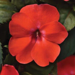 Orange Burst Solarscape&trade; Hybrid Impatiens