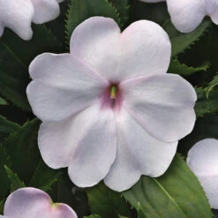 White Shimmer Solarscape&trade; Hybrid Impatiens