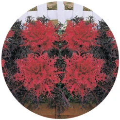Red Peacock&trade; Hybrid Flowering Kale