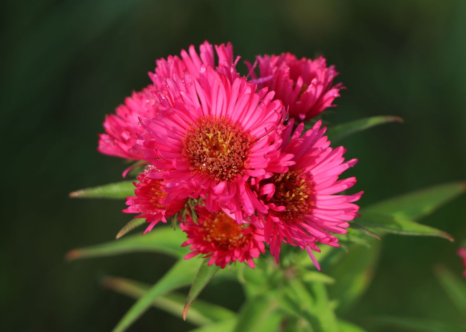 Maxima Garden Shop 11 Maxima Garden Shop -Maxima Garden Shop raublatt aster alma poetschke m001581 w 0